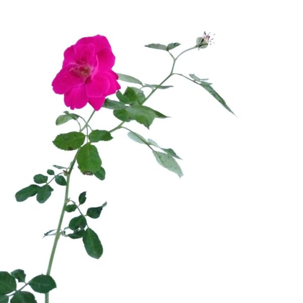 Rose plant online