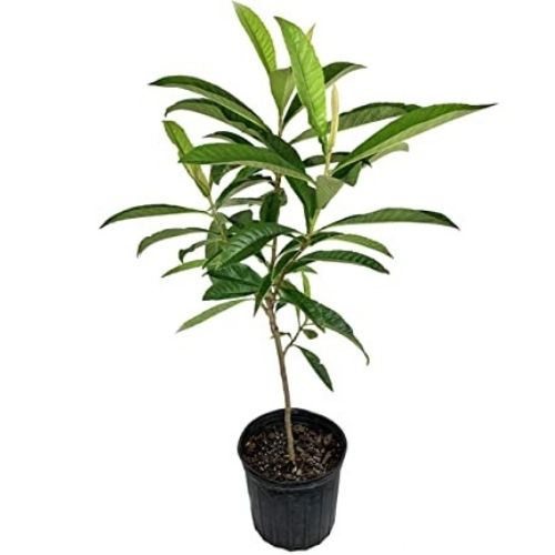 loquat plant online