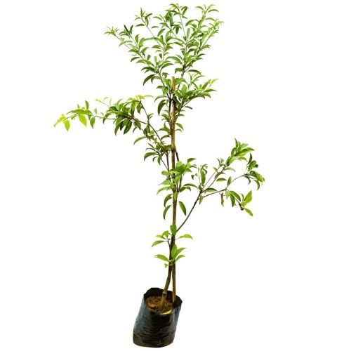 Cheeku Plant online