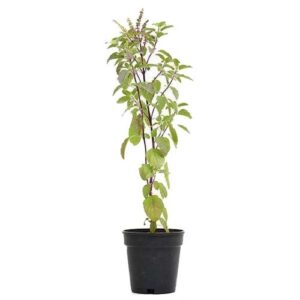 Tulsi plant online