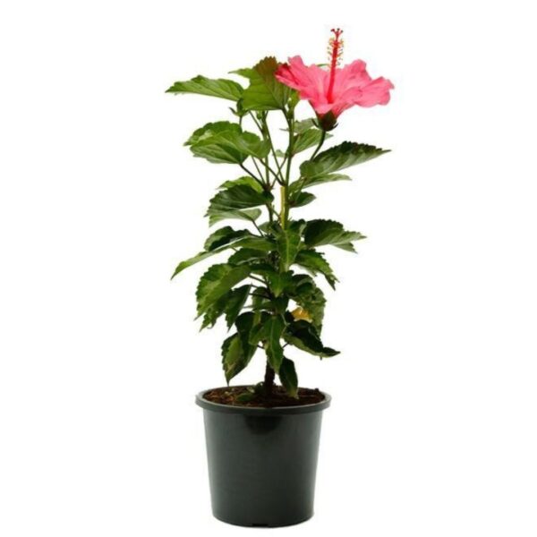 Hibiscus plant online