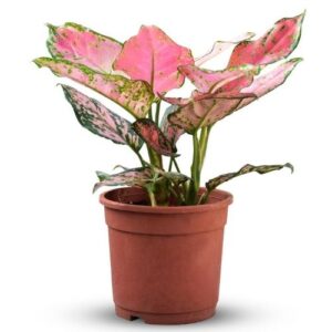 Aglaonema plant online