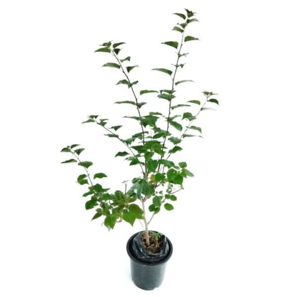 Madhu malti plant by plantack