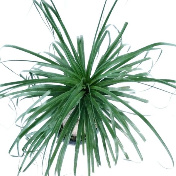 Nolina plant online plantack