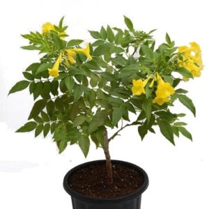 Tikoma certain online plant