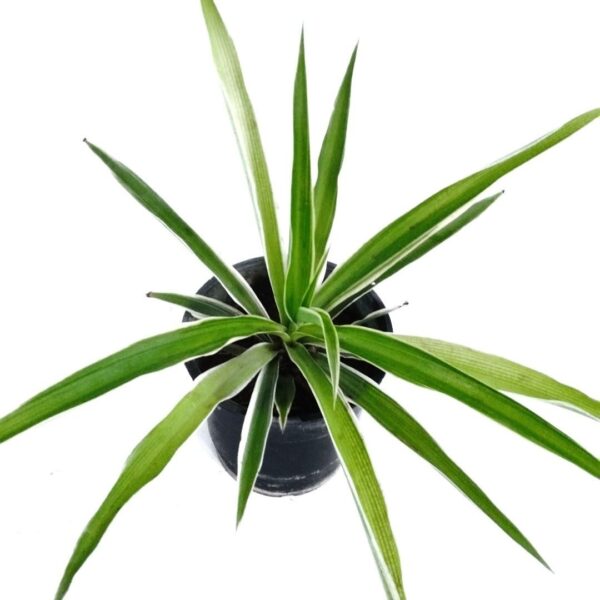 Spider plant small online