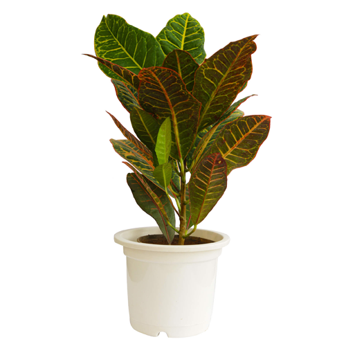 Coroton - croton plant by plantack