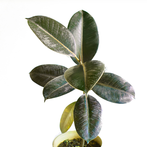 rubber plant - rubbad plant