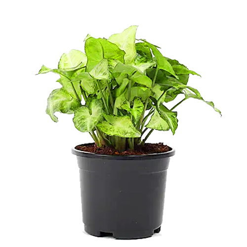 Syngonium green plant - sangonium plant by plantack