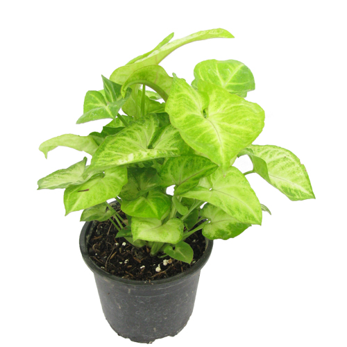 Syngonium green plant - sangonium plant