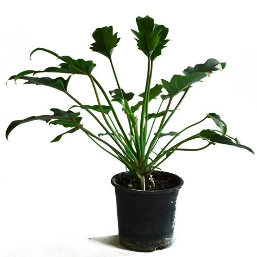 xanadu plant - zanadu plant