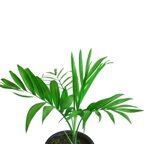 Chamadora plant - chomadoera palm by plantack