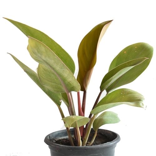 philiodendron - flordendron plant green