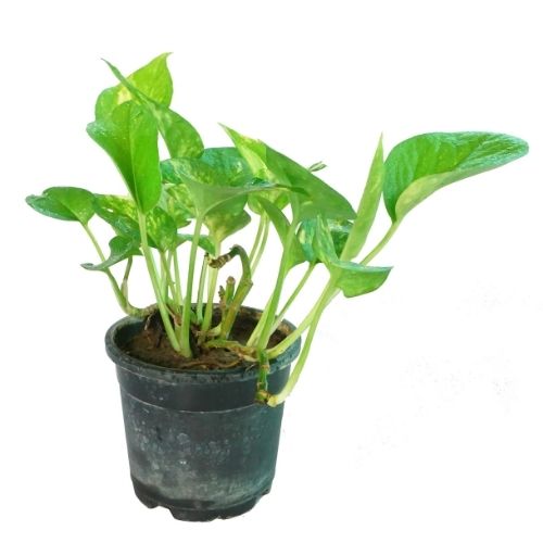 Monay plant green - money plant - pathos plant green