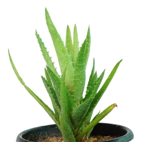 Aloe vera small - Aloevera small