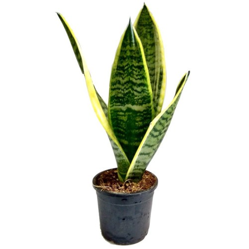 Snake plant - mother in law tongue plant - snake plant golden line plant