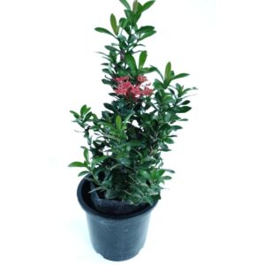 Ixora plant - exora plant