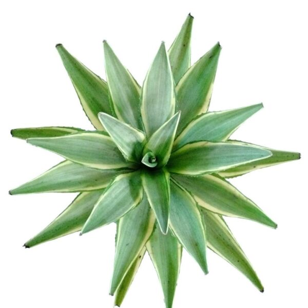 Yuuca - yuka - yuca plant by plantack