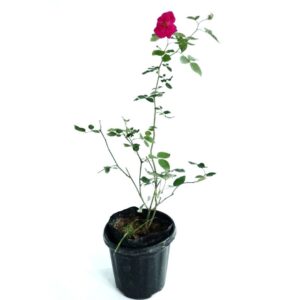 Rose plant online