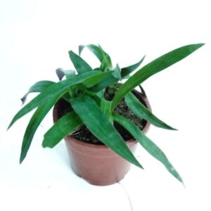 Roheo plant