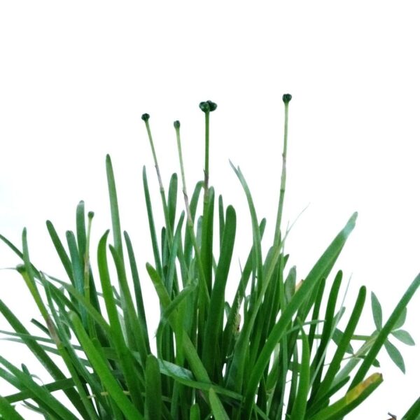 Rain Lily plant online