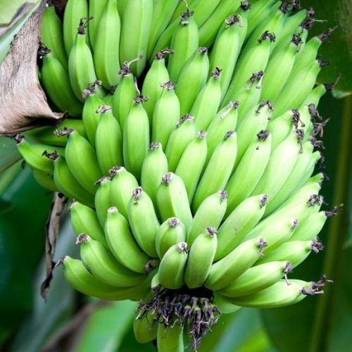 Banana plant online