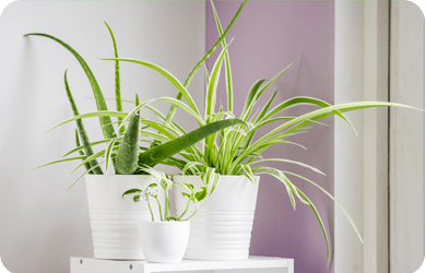 Air purifier plants by plantack