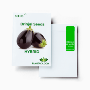 Brinjal seeds by plantack