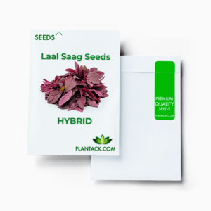 Laal Saag seeds by plantack