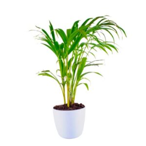 Areca - arika palm plant by plantack