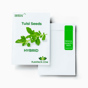 Tulsi seeds by plantack