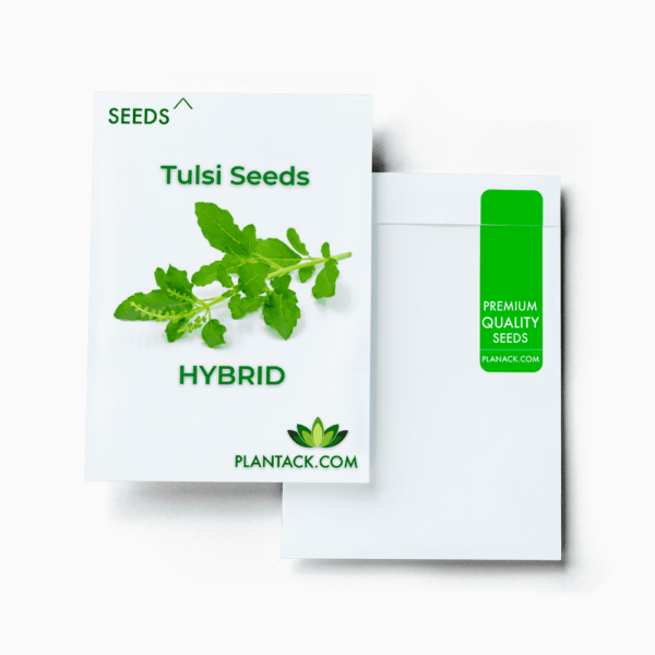 Tulsi seeds by plantack