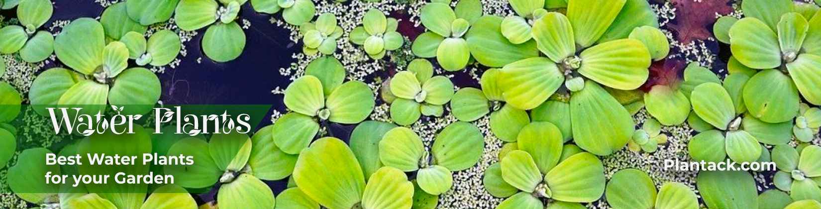 Water Plants by plantack.com