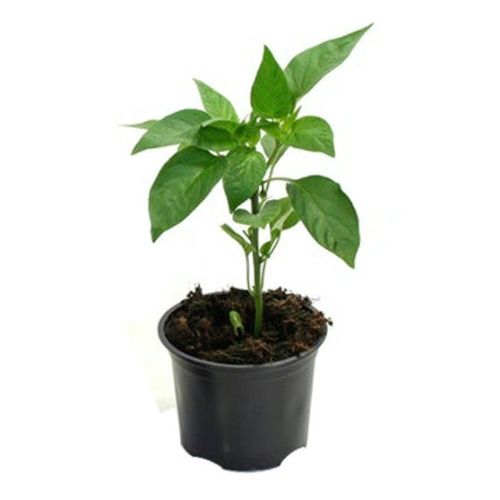 Chilly plant online