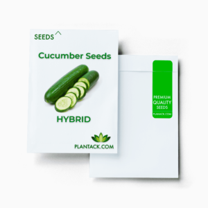 Cucumber seeds by plantack