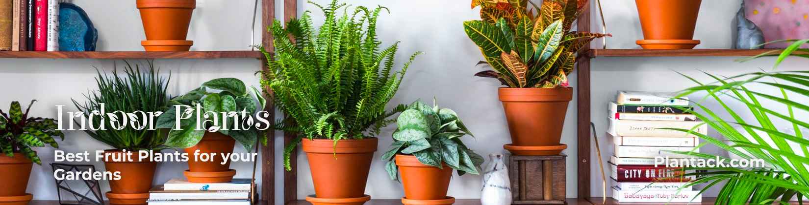 indoor plant Category plantack