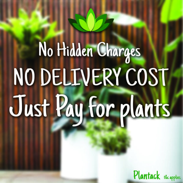 no delivery cost by plantack
