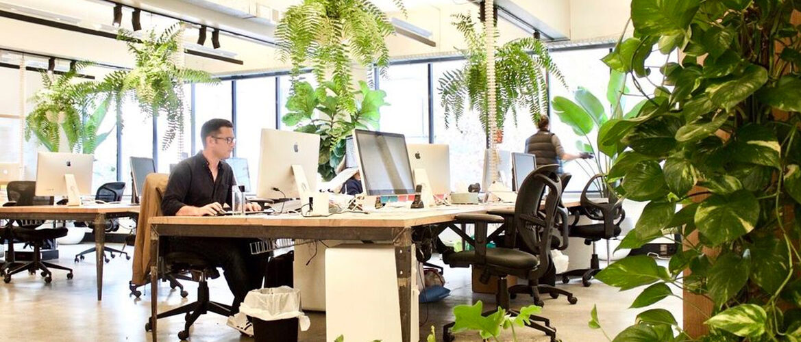 plants in office