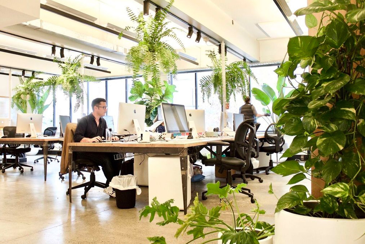 plants in office