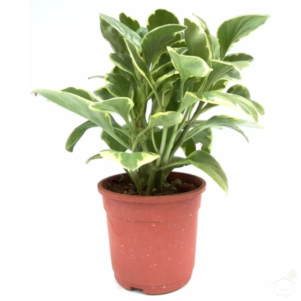 Pepromia plant - pepromia plant variegated