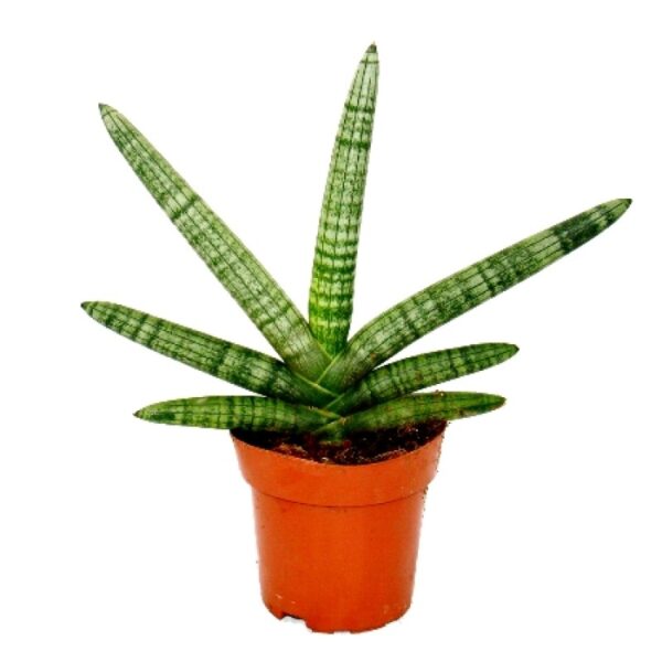 Snake plant cylindric - snake plant original - air purifying plant by plantack