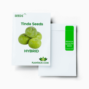 Tinda seeds by plantack