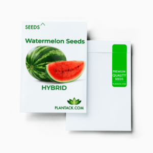 watermelon seeds by plantack